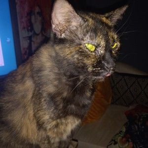 Meet your Posher, Tiffany